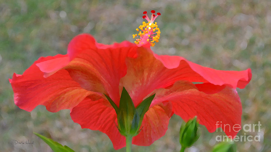 Red Hibiscus-Stand Out Digital Art by Darla Wood