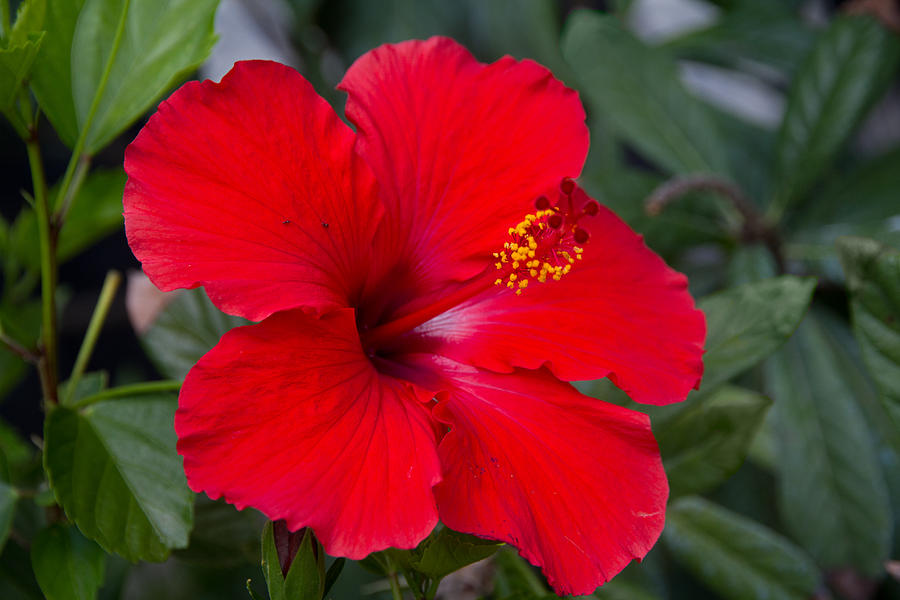 Red Hibiscus Photograph by Tim Stanley