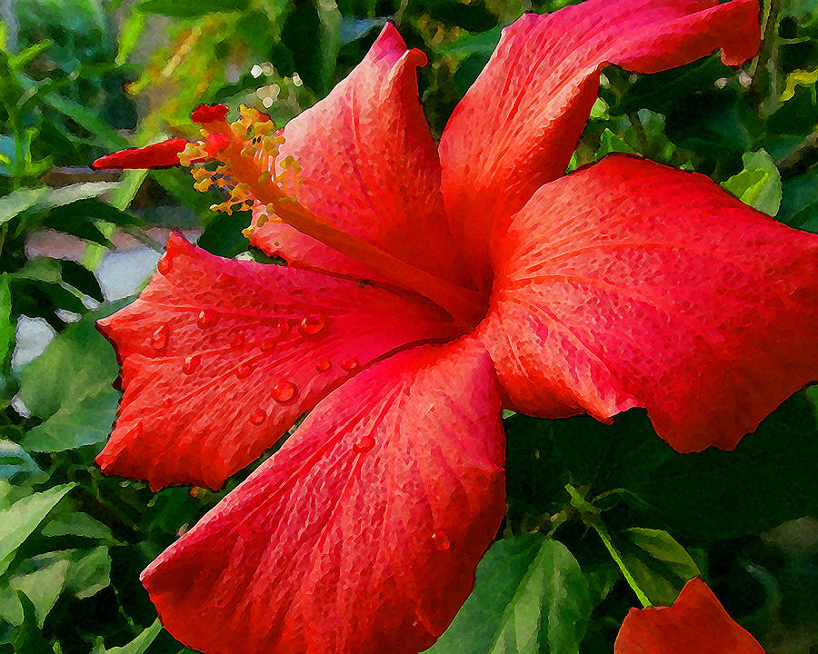 Red Hibiscus Photograph by Timothy Bulone