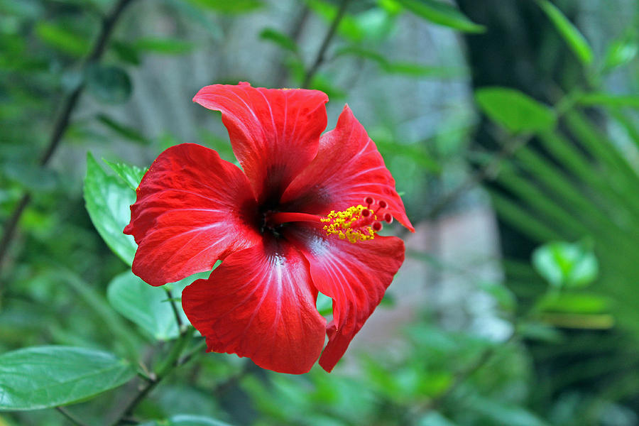 Red Hibiscus Photograph by Tony Murtagh