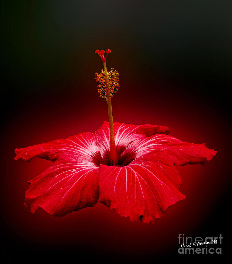 Red Hibiscus Tropical Flower Wall Art Photograph by Carol F Austin