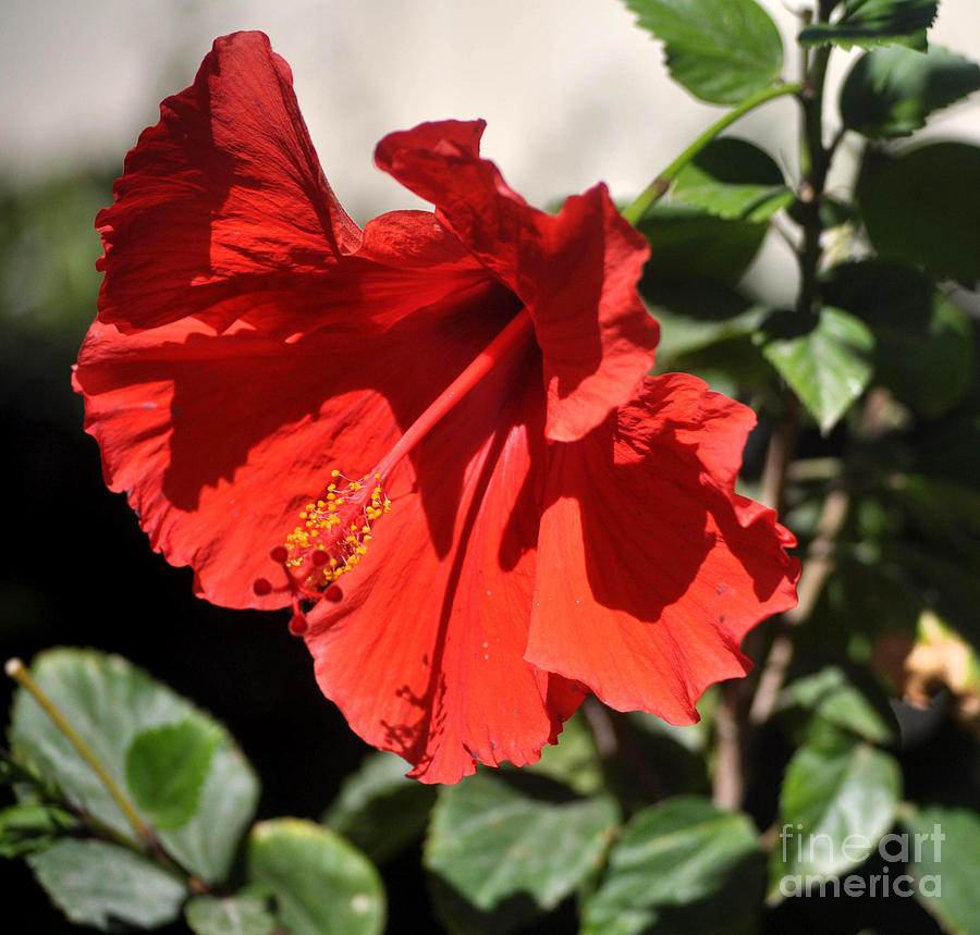 Red Hibiscus With Red And Yellow Stybus Photograph by Jay Milo