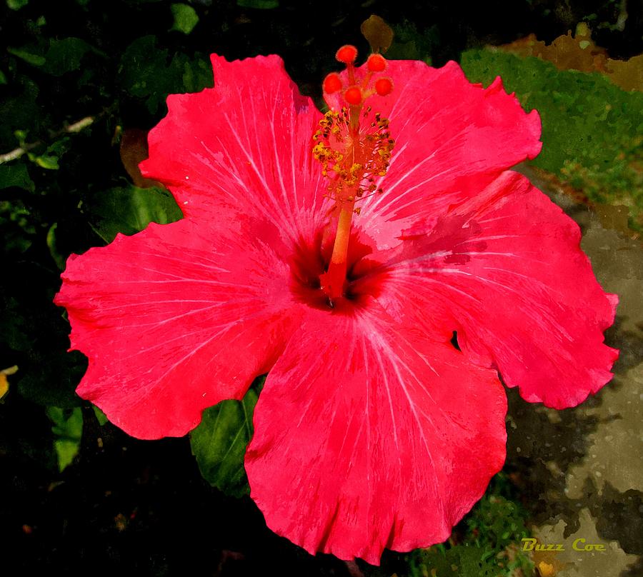 Hibiscus Photograph - Red Hibiscus XIII by Buzz  Coe