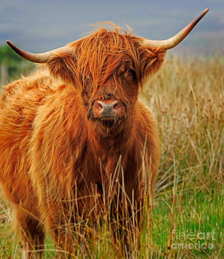 Red Highland Cow Photograph by Louise Heusinkveld
