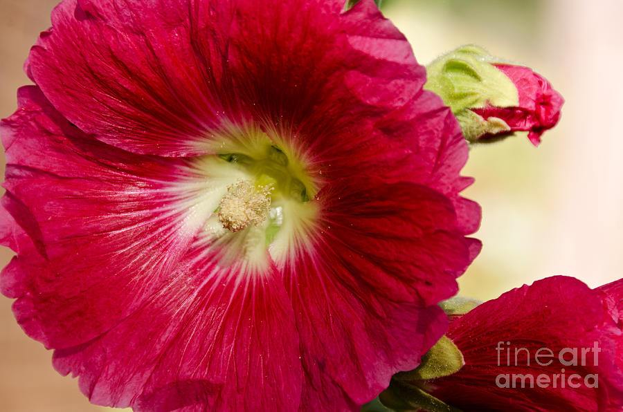 Red Hollyhock Althaea rosea Photograph by Sue Smith