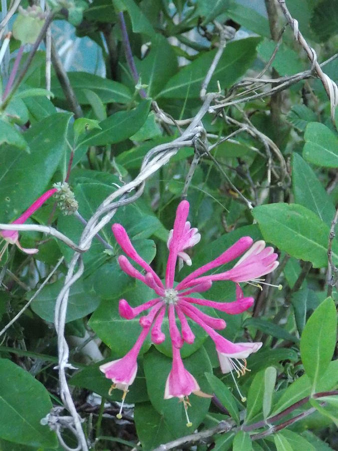 Red Honeysuckle Bloom Photograph by Virginia White