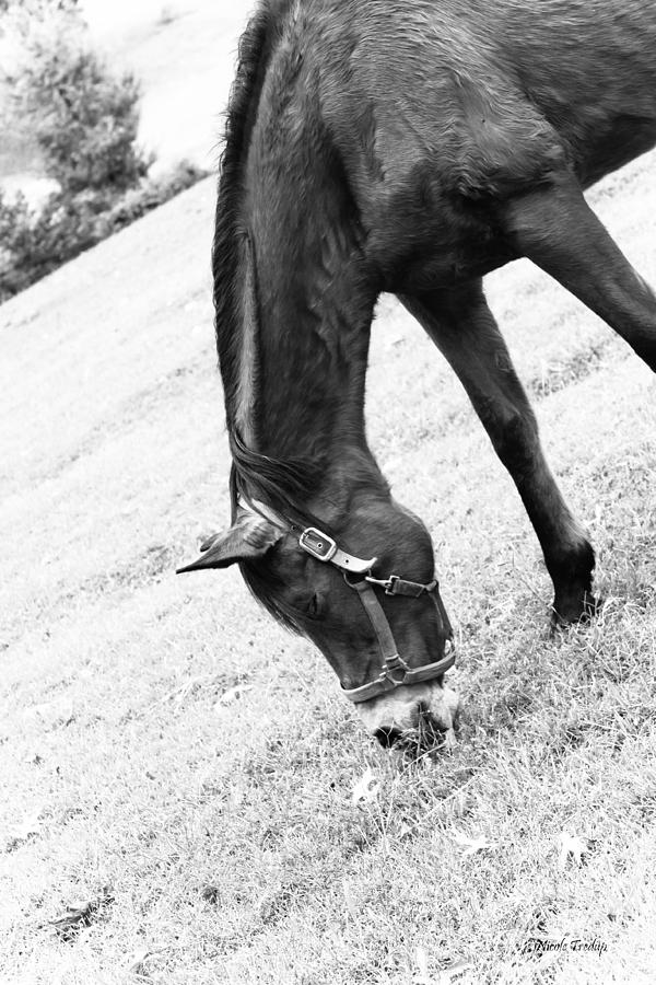 Red Horse Photograph by Nicole Tredup Fine Art America