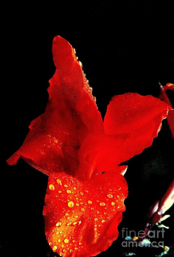 Red Hot Canna Lilly Photograph by Michael Hoard