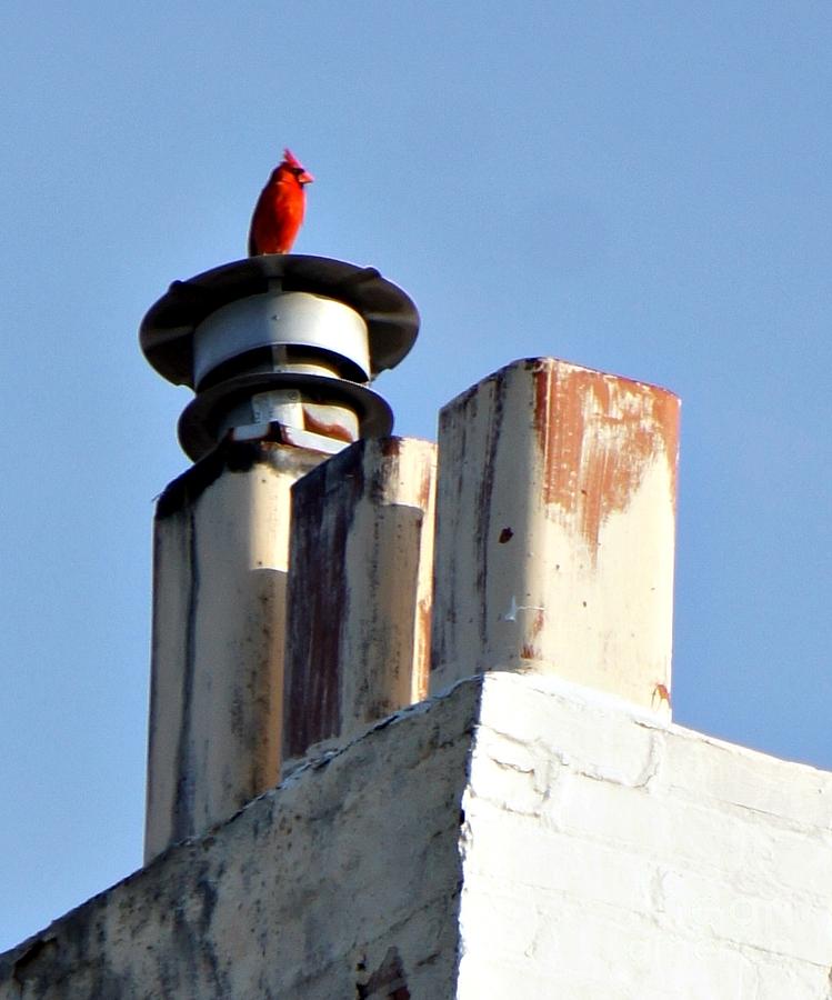 Red Hot Cardinal on a Tin Roof Photograph by Lilliana Mendez
