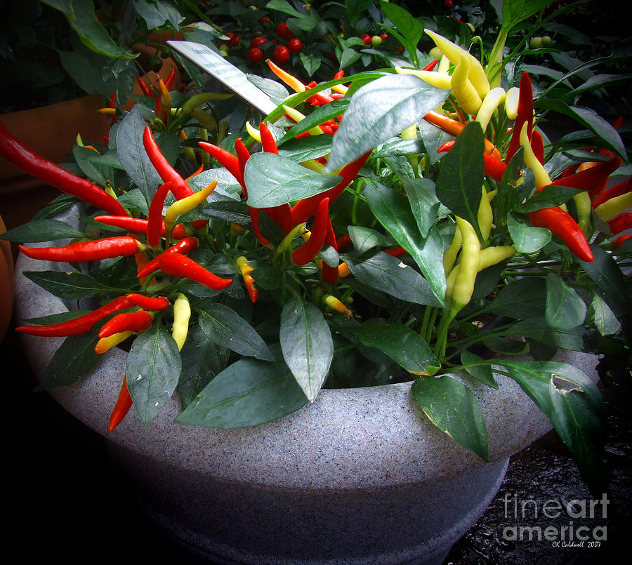 Garden Photograph - Red Hot Chili Peppers by CK Caldwell