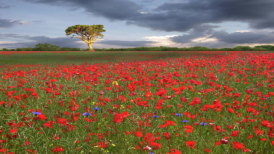 Red Hot Chili Poppies Photograph by Nick Brundle Photography