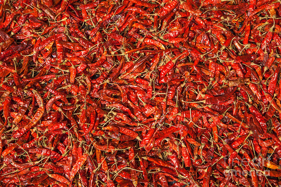 Red Hot Chillies Photograph by Gina Koch