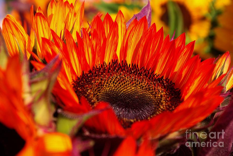 Sunflower Photograph - Red Hot  by John S