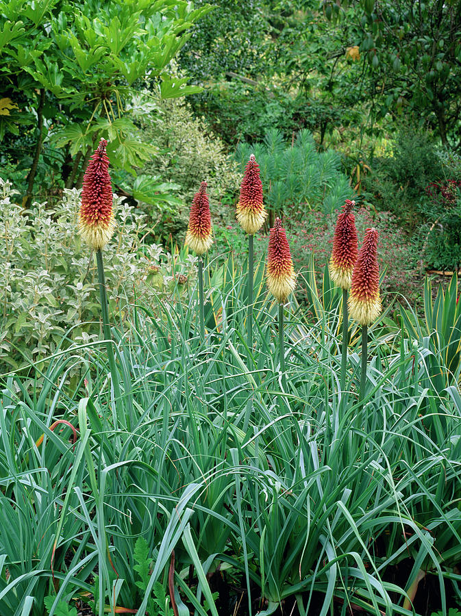 Red-hot Poker Photograph by Geoff Kidd/science Photo Library