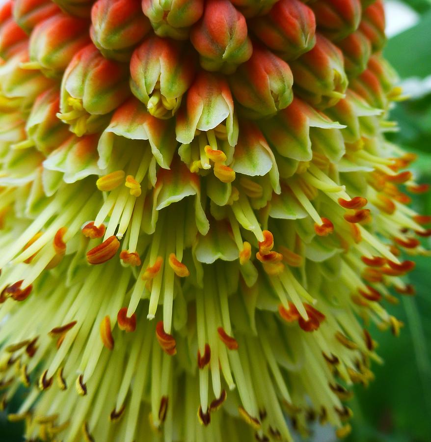 Red Hot Poker Photograph