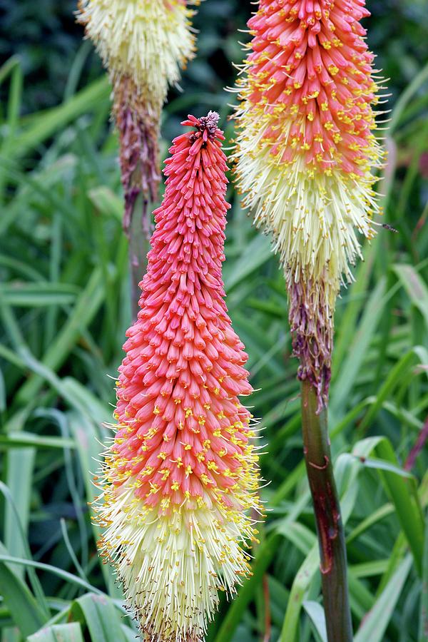 Red-hot Poker (kniphofia Caulescens) Photograph by Neil Joy/science Photo Library