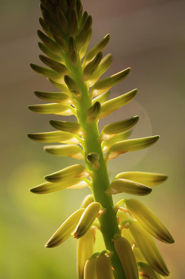 Nature Photograph - Red Hot Poker (kniphofia Sp.) by Maria Mosolova/science Photo Library