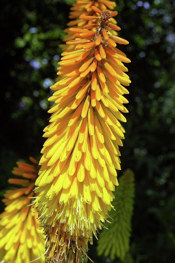 Nature Photograph - Red Hot Poker (kniphofia Sp.) by Neil Joy/science Photo Library