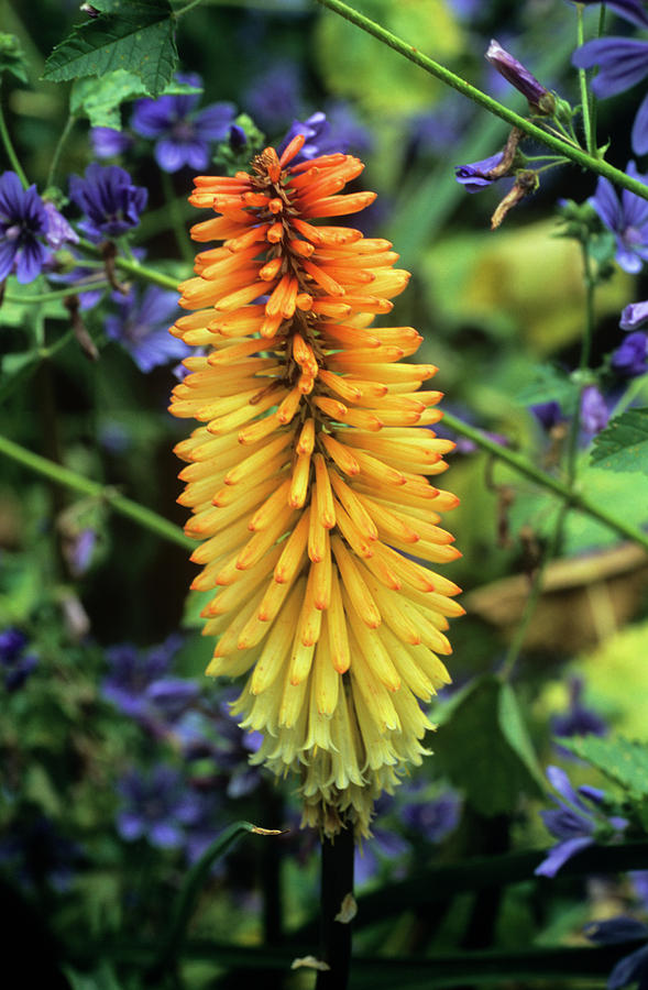 Red Hot Poker (kniphofia 'tawny King') Photograph by Adrian Thomas ...