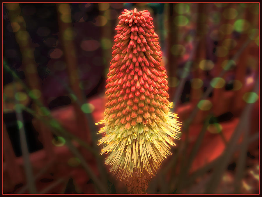 Red Hot Poker Photograph by Melissa Messick