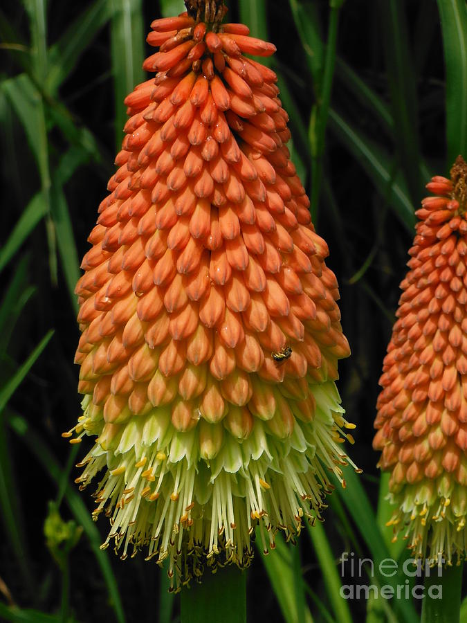Red Hot Poker Photograph by Paddy Shaffer