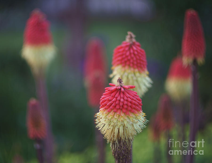 Red Hot Poker Plant Photograph by Carrie Cole
