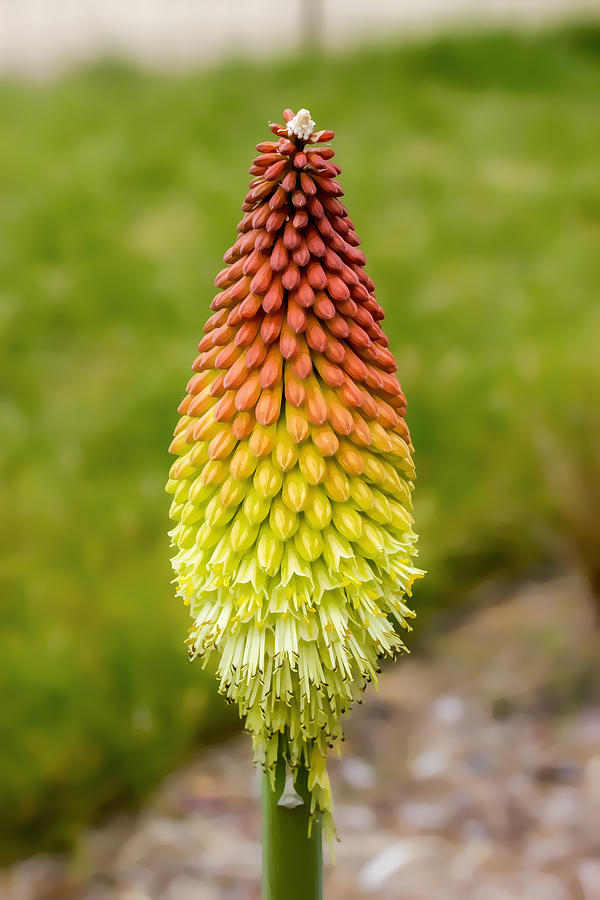 Red Hot Poker Digital Art by Photographic Art by Russel Ray Photos