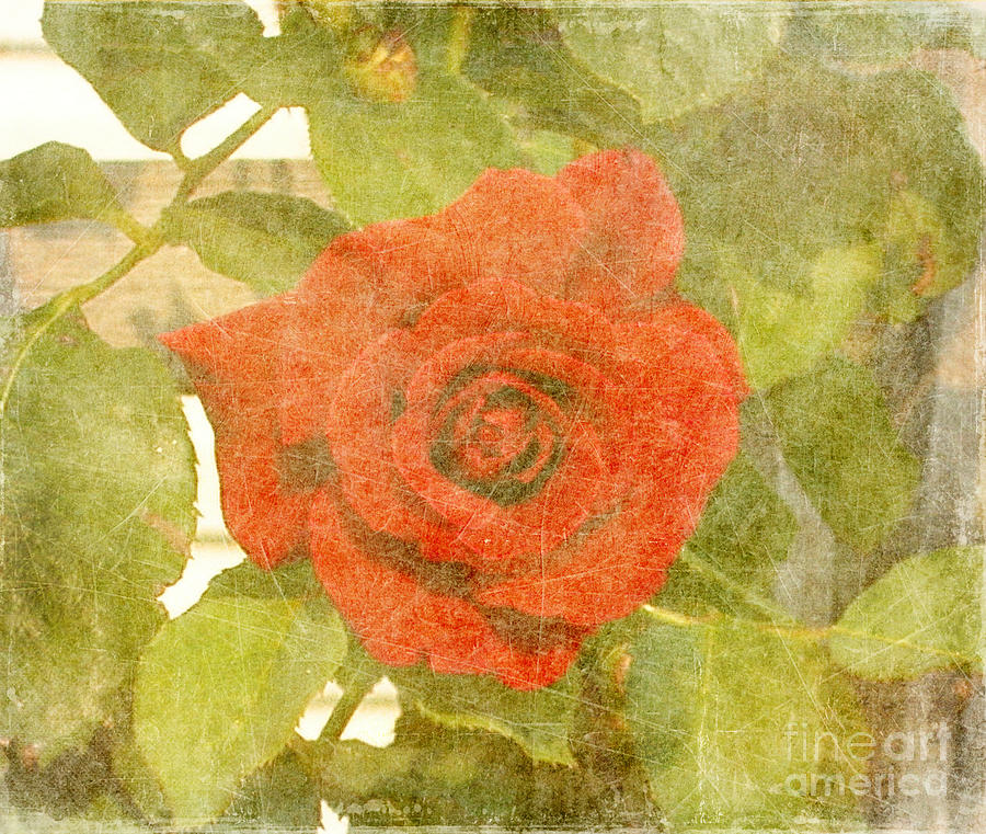 Red Hot Rose Photograph by Alys Caviness-Gober
