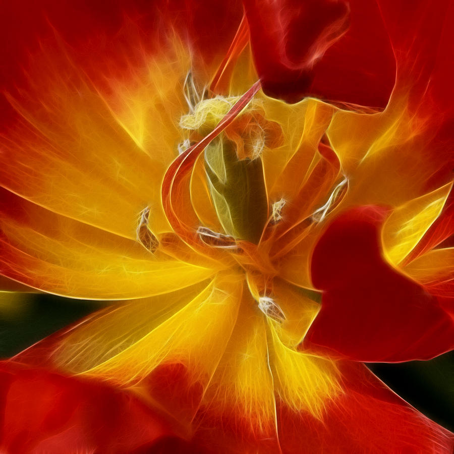 Red Hot Tulip Photograph by Wes and Dotty Weber