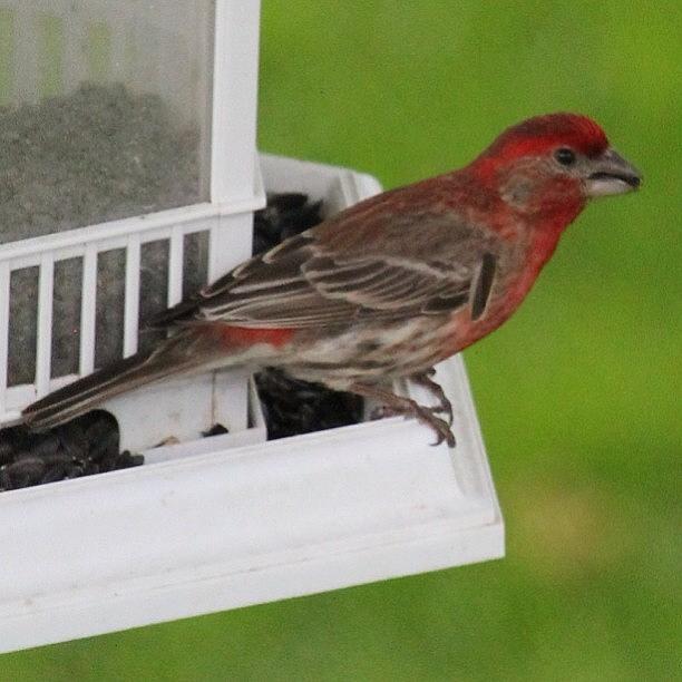 Finch Photograph - Red House Finch #bird #finch by Lisa Thomas