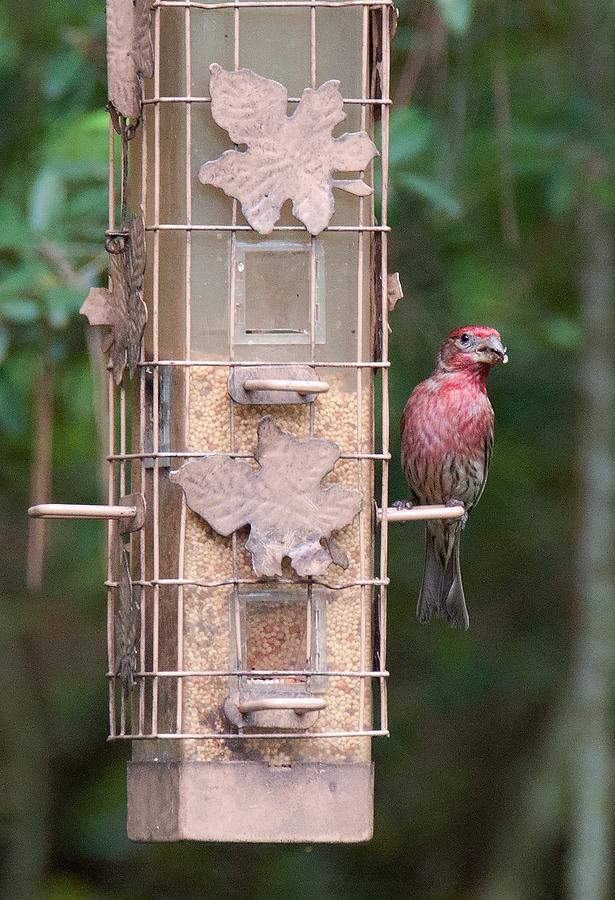 Red House Finch Photograph by John Black