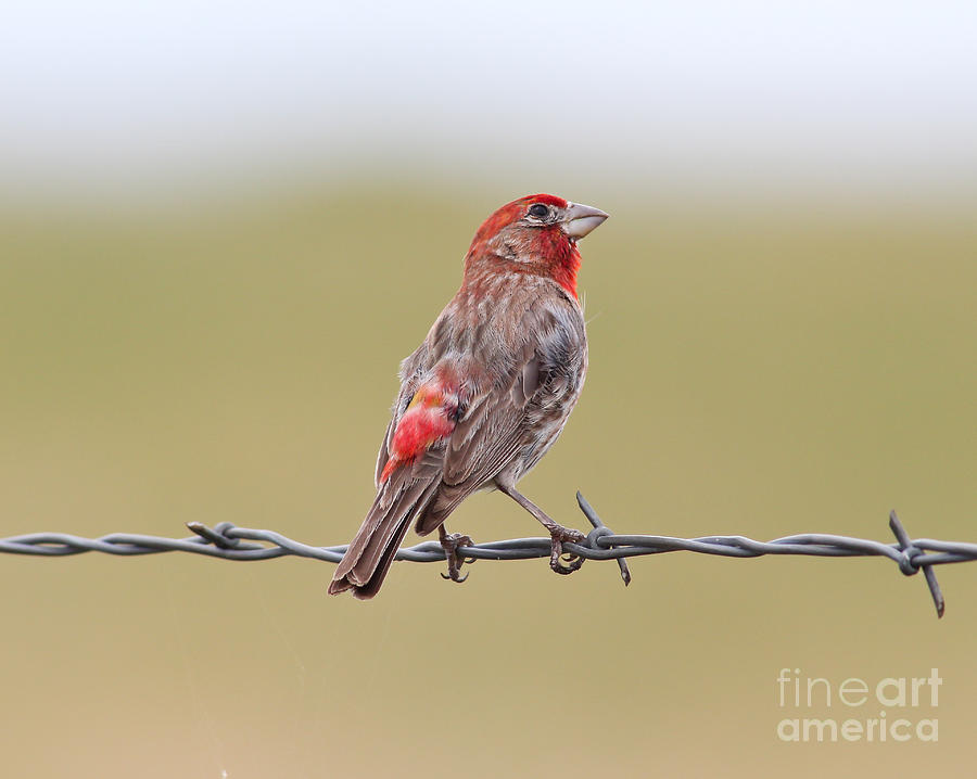 Red House Finch On Barbed-Wire Photograph by Robert Frederick