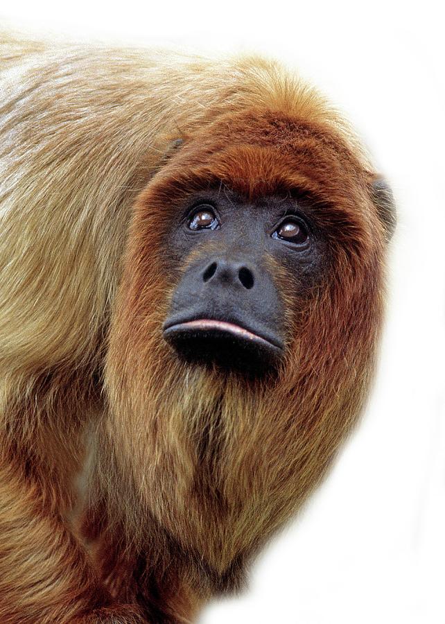Red Howler Monkey Photograph by Natural History Museum, London/science Photo Library