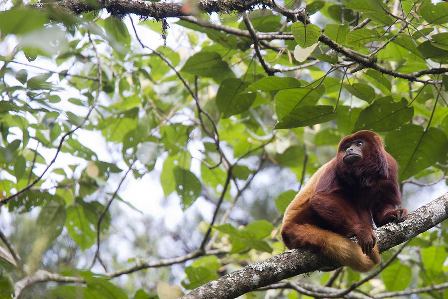Red Howler Monkey sitting in a tree Photograph by Tony Mills