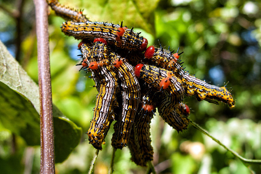 Red-humped Caterpillars Photograph by Kathleen Bishop