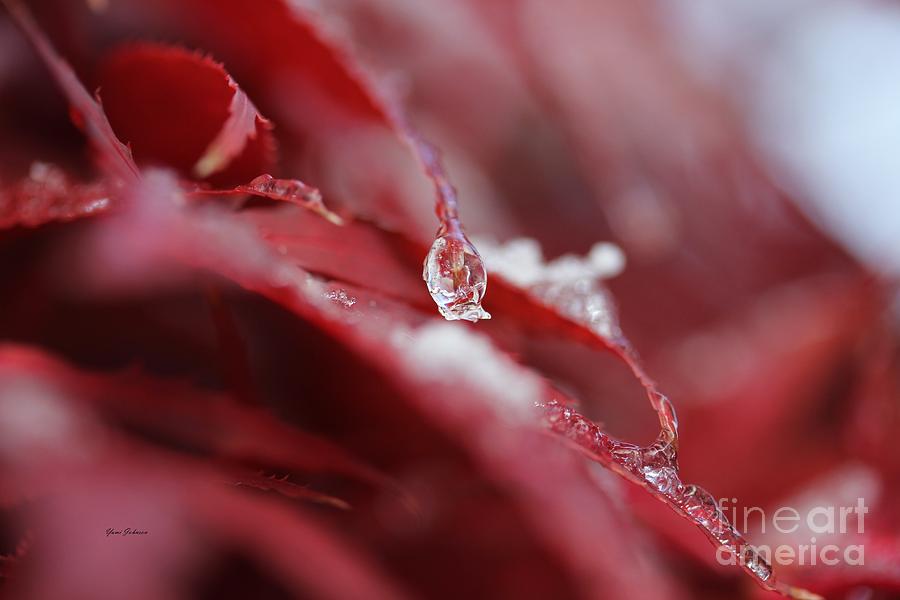 Red Icicle  Photograph by Yumi Johnson