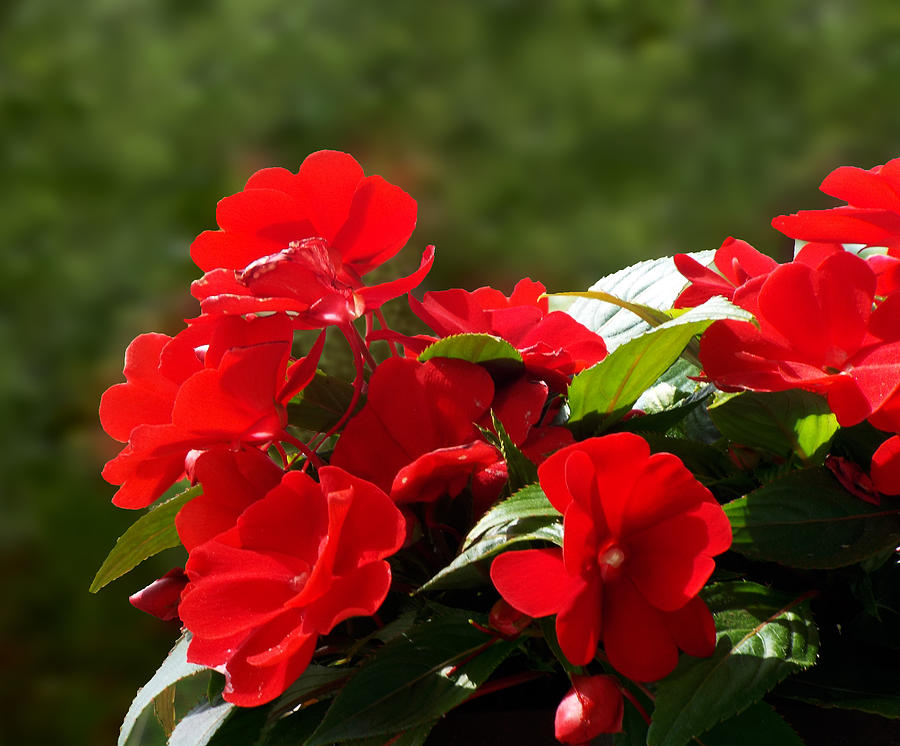 Red Impatiens Photograph By Dawn Gagnon Fine Art America