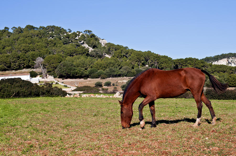 Red hair horse in Minorca - Red in green Photograph by Pedro Cardona Llambias