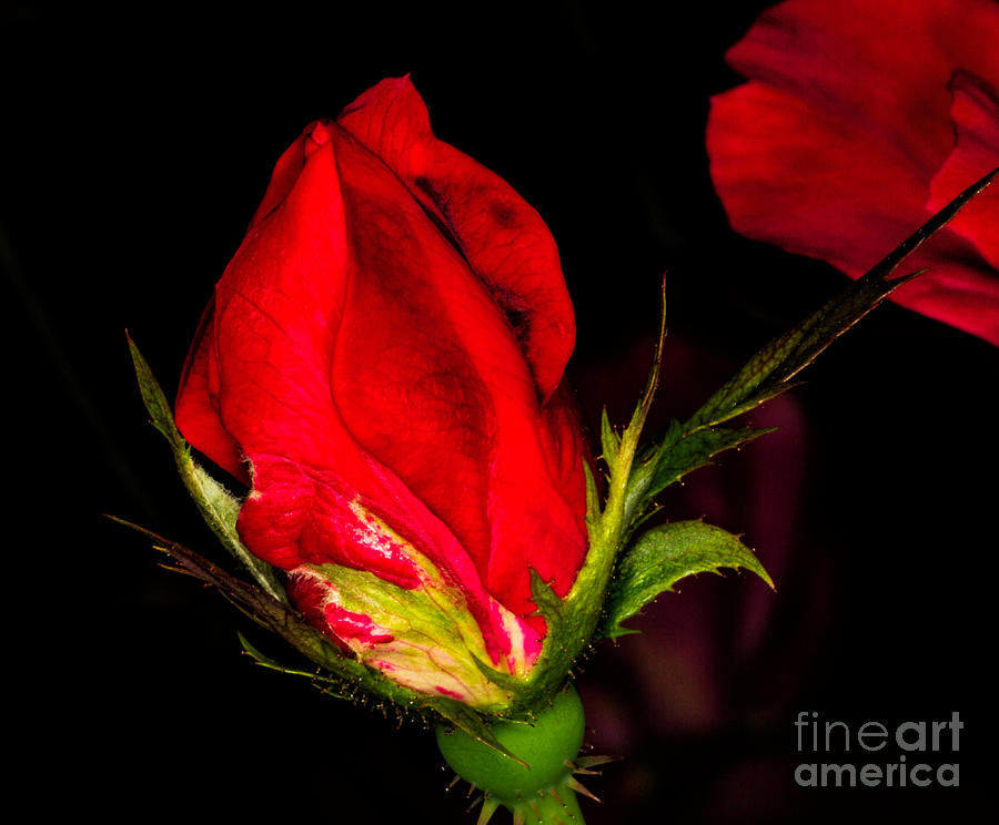 Red in the Dark Photograph by Dave Bosse