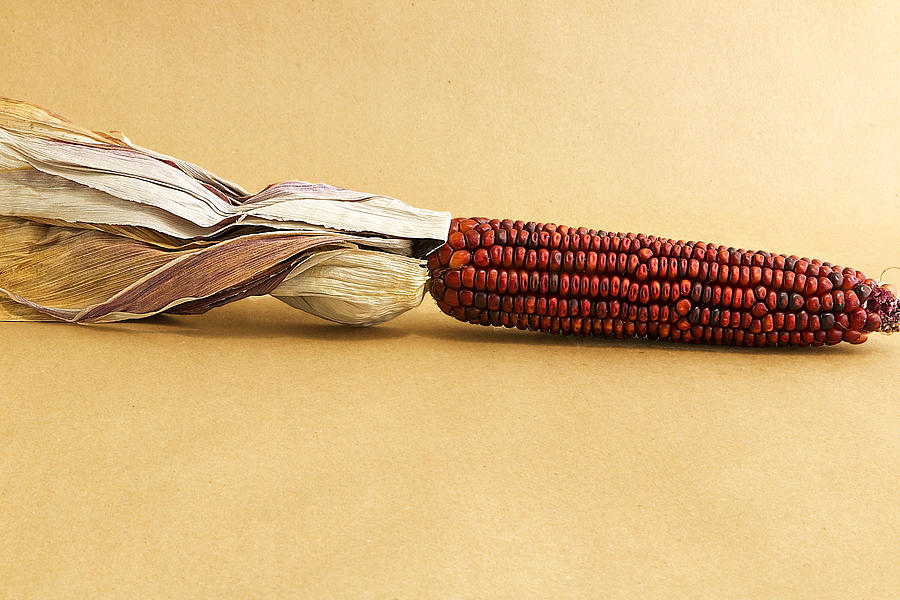 Red Indian Corn Photograph
