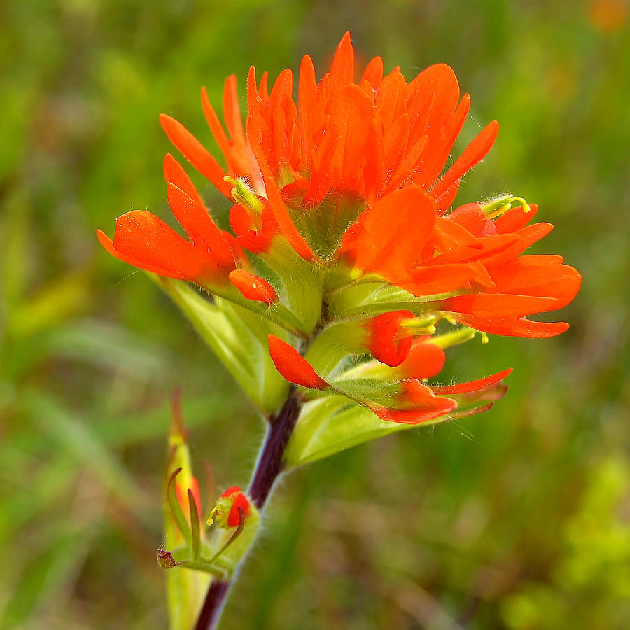 Red Indian Paintbrush Photograph by Carol Toepke - Pixels