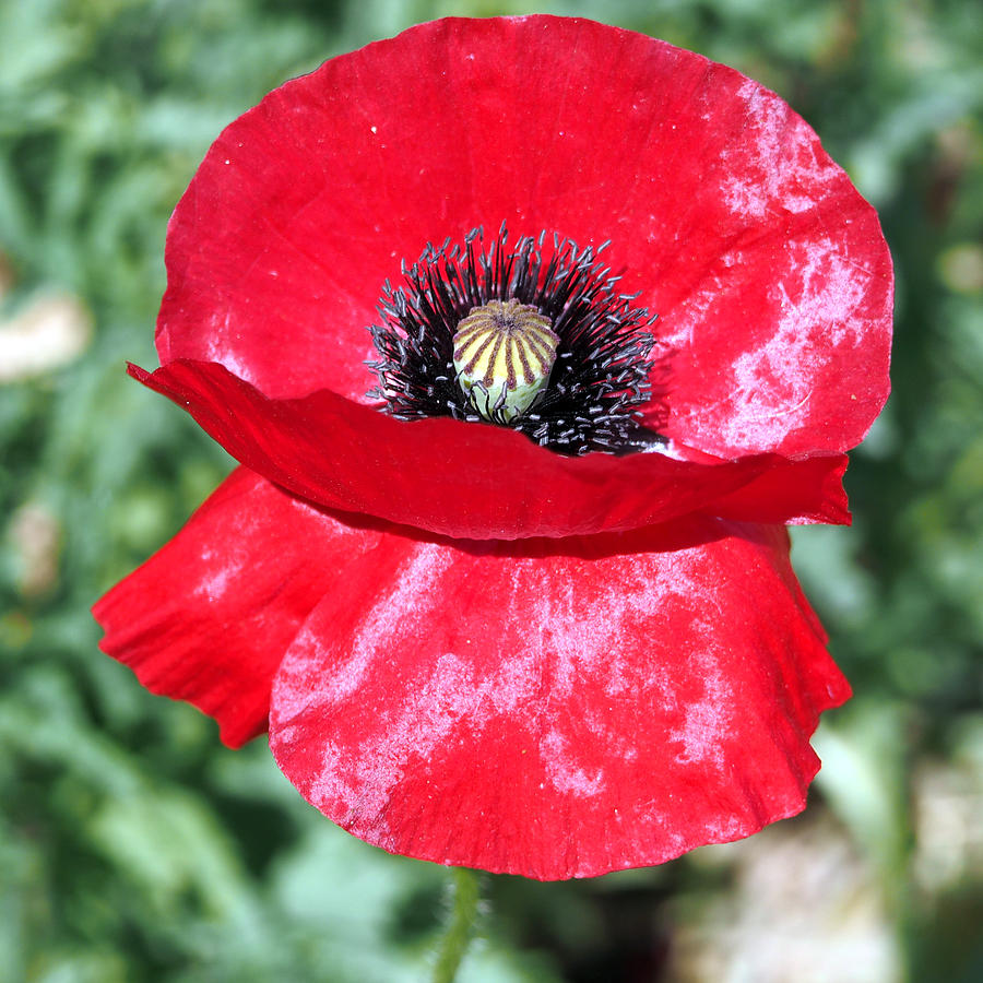 Red Indian Poppy Photograph by C H Apperson
