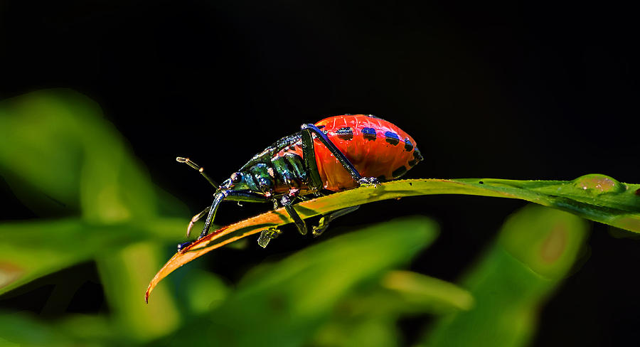 Red Insect On Blade Of  Grass Photograph by Michael Whitaker