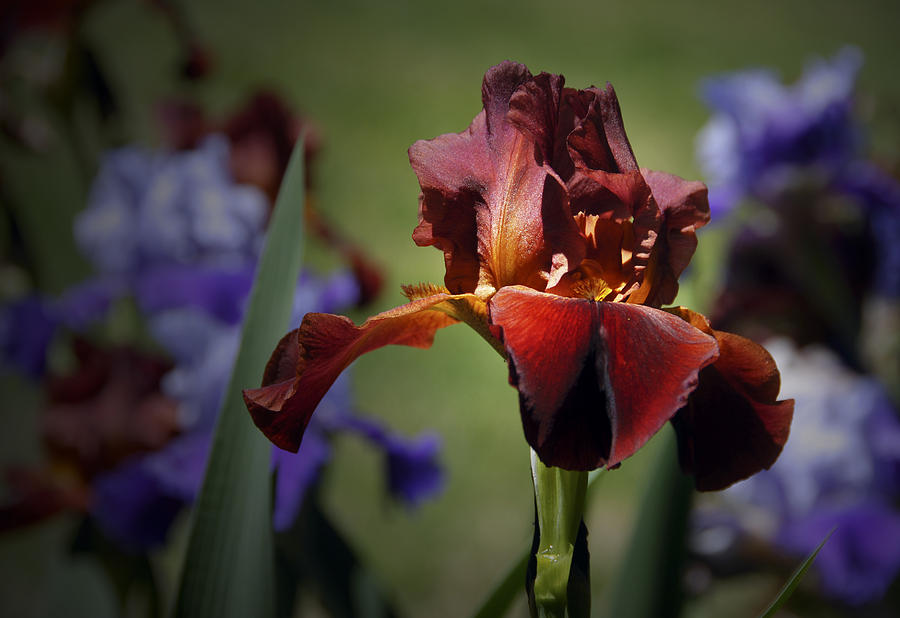 Red Iris Photograph by Carol Erikson