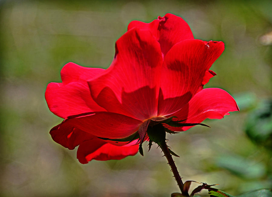 Red is the Rose Photograph by Linda Brown