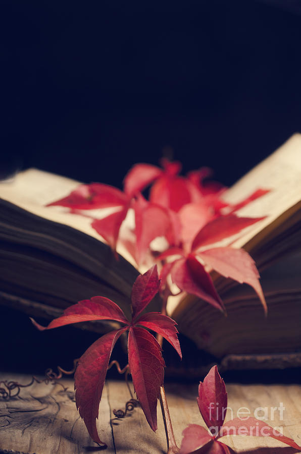 Red ivy in the book Photograph by Jelena Jovanovic