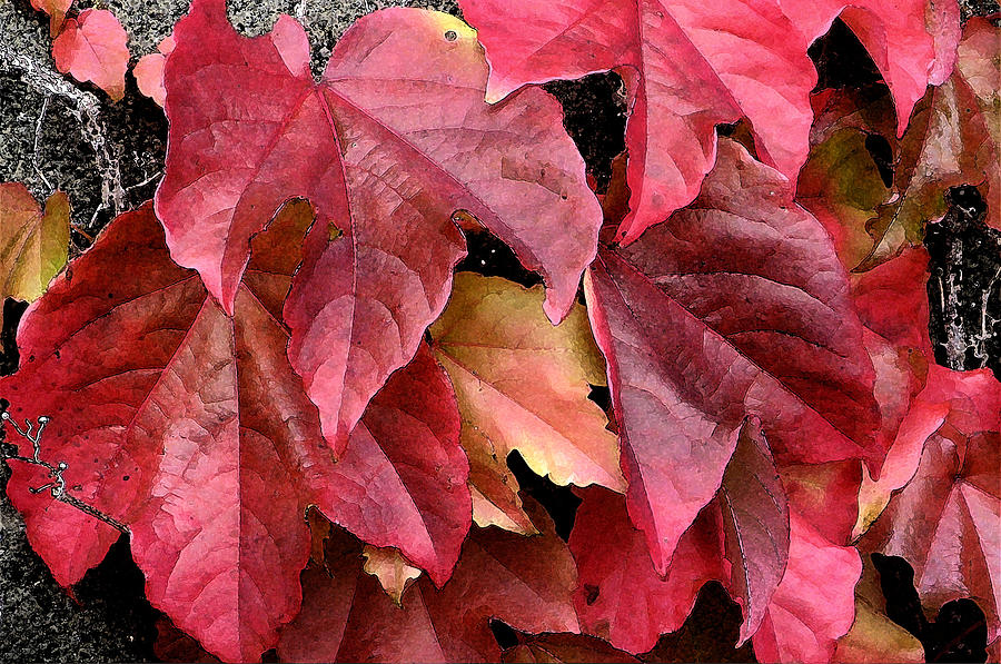 Red Ivy Leaves DB Photograph by Rich Franco