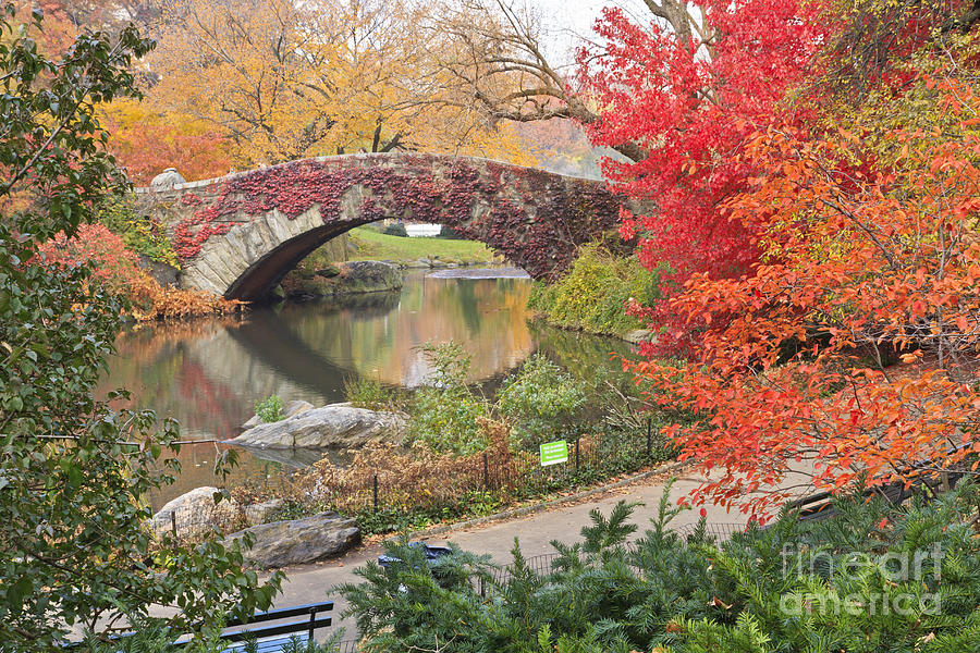 Red Ivy On Central Park Bridge Photograph