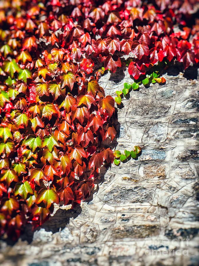 Red ivy on wall Photograph by Silvia Ganora