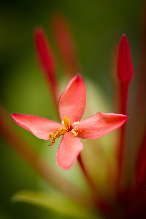 Red Ixora Flower Photograph by Nersibelis Photography - Fine Art America